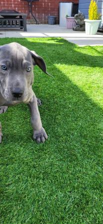 Image 25 of Adorable KC Blue Great Dane puppies READY NOW!!