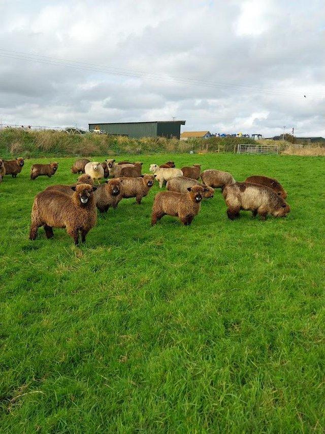 Preview of the first image of Pigscot Coloured Ryelands - Ewes.