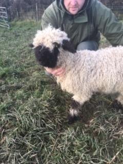 Image 1 of Valais blacknose ewe and ram lamb