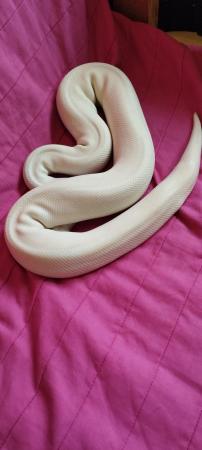 Image 3 of Female Mojave and a Male Lesser Mojave both for £150