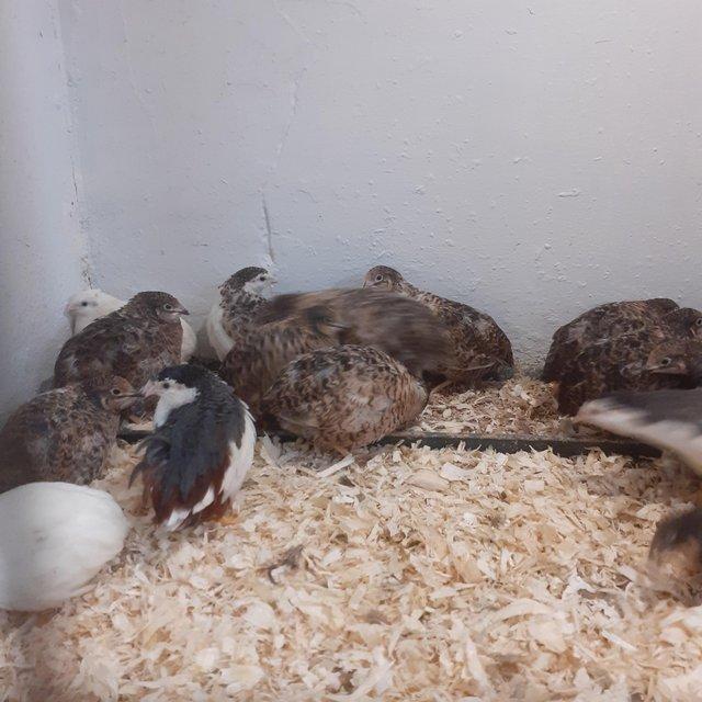 Preview of the first image of Quality Chinese quail for sale.