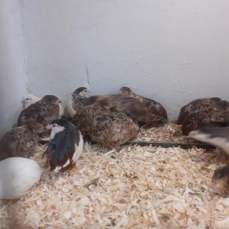 Image 1 of Quality Chinese quail for sale