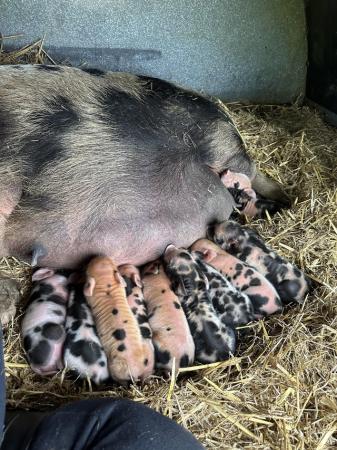 Image 4 of Pure kune kune piglets available