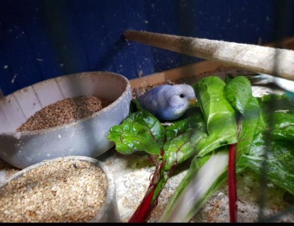 Image 3 of Baby budgies available in 8/9 weeks
