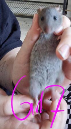 Image 35 of Friendly Female Rat Babies