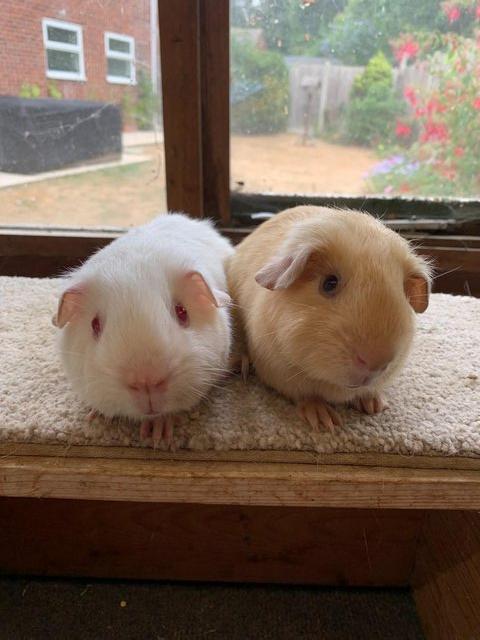 Sweet Baby Short Coated Satin Guinea Pig Boars — photo 3 of 4