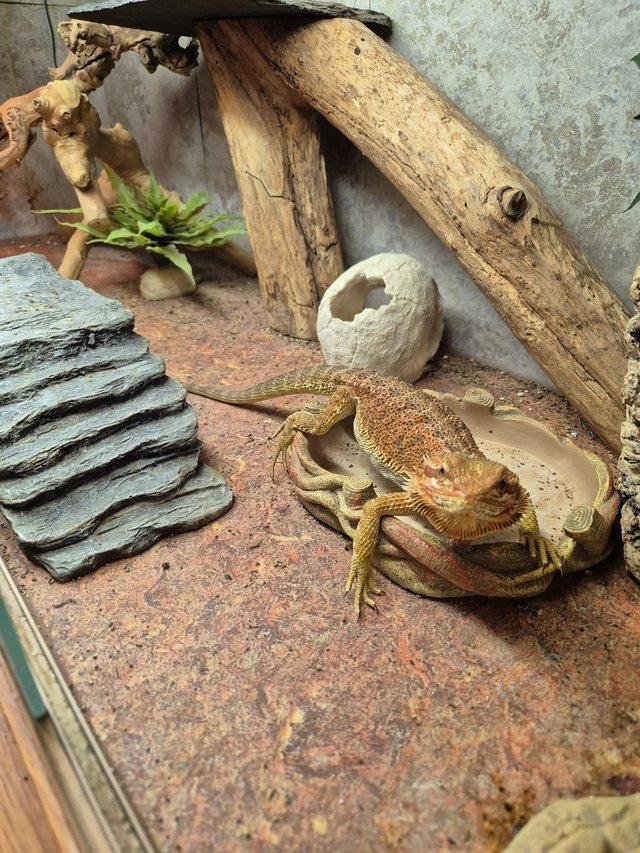 Preview of the first image of Bearded dragon and full set up.