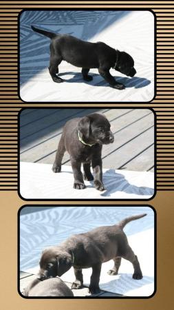 Image 6 of KC registered Labrador Puppies