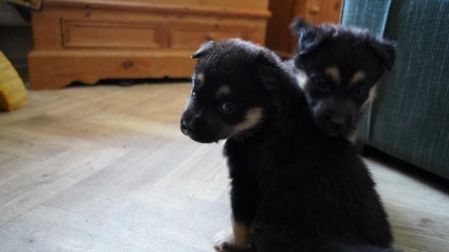 Preview of the first image of German Rottsky Puppies (Rare Breed).