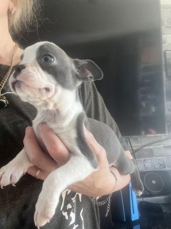 Image 20 of chunky rare colours full pedigree blue eyed Boston terriers