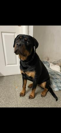 Image 4 of Beautiful Rottweiler puppy for sale