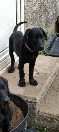 Image 12 of Doberman x Labrador puppies for sale