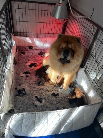 Image 3 of READY NOW BEAUTIFUL FULL KC CHOW CHOW PUPPIES!!