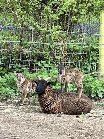 Image 3 of Soay rams & ewes various ages for sale