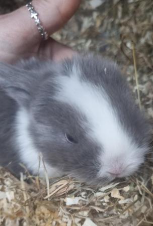 Image 5 of ** ready now ** 2 pure breed mini lop only bew left