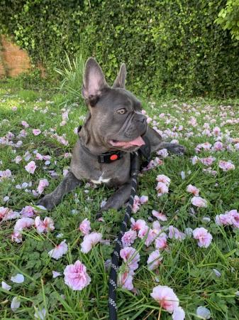 Image 3 of Blue- male frenchie for sale