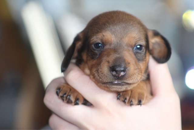 Image 14 of Gorgeous Miniature Dachshund Puppies