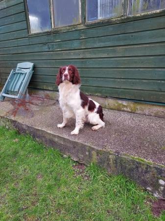 Image 3 of Beautiful springers puppies
