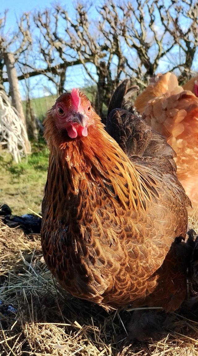 Preview of the first image of Point of lay Partridge Pekin Breeding Pair - 6 months old.