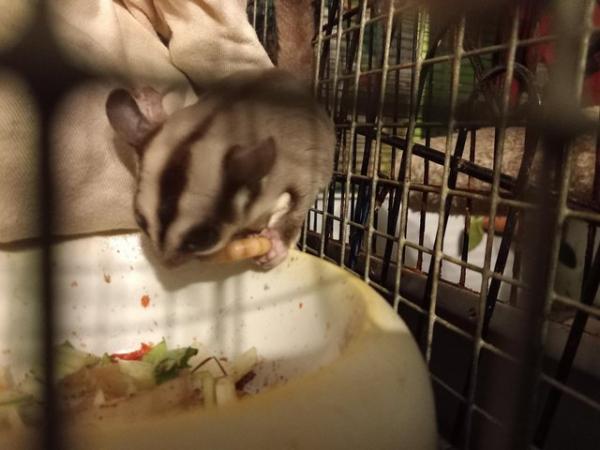 Image 12 of 2 WHITE FACED SUGAR GLIDERS