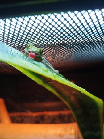 Image 1 of Phelsuma klemmeri/ Neon Day Gecko for sale