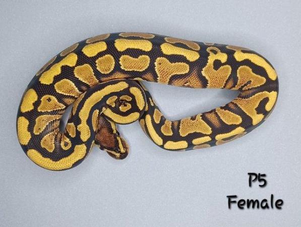 Image 22 of Various Hatchling Ball Python's CB23 - Availability List