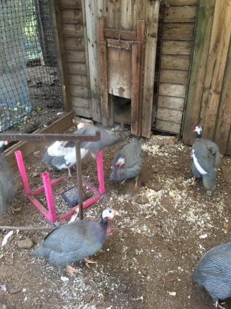Image 1 of Lovely Guinea fowl for sale now