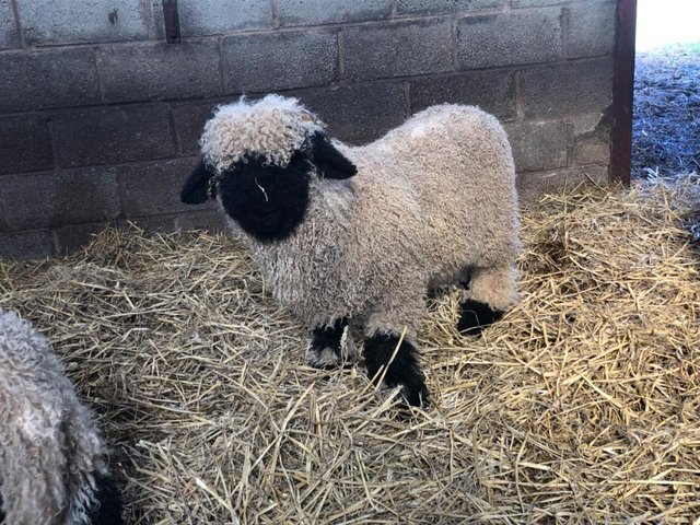 Preview of the first image of Valais blacknose ram lamb or wether.
