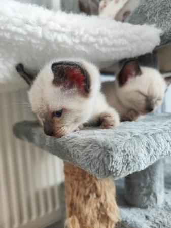 Image 21 of 5 Male Siamese kittens for sale - 3 LEFT - WHITE, GREY SOLD