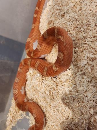 Image 1 of Corn snakes for sale £60