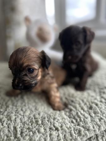 Image 6 of Looking for my forever home 2 shihpoo puppies