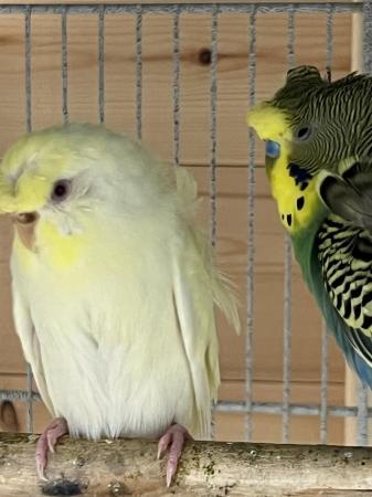 Image 5 of Red eye double flower hago/ helicopter budgies pair for sale