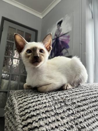 Image 3 of GCCF registered Siamese kittens ready now at 14 weeks of age