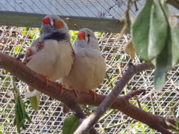 Image 5 of Large Aviary finches for sale