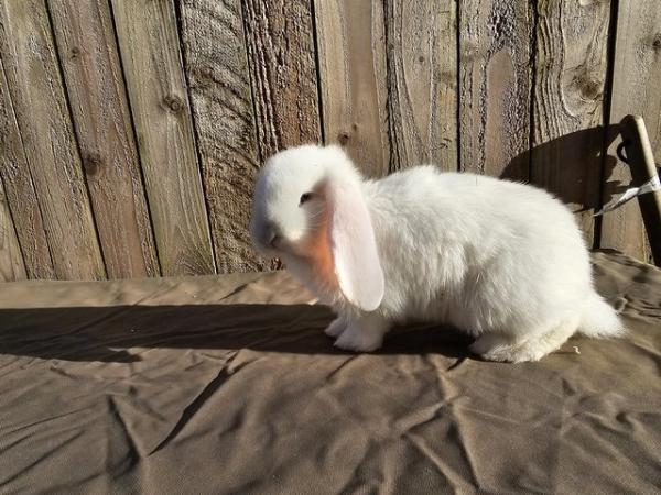Image 1 of Blue Eyed Giant Lop Baby Boy