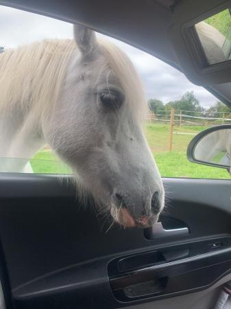 Image 2 of Welsh pony looking for own person to love