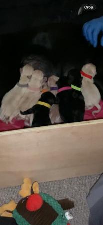 Image 4 of Beautiful goldador puppies looking for loving homes