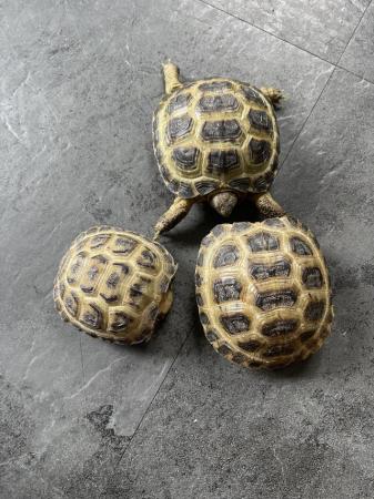 Image 4 of Baby Horsefield tortoise