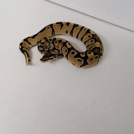Image 3 of Fire ball python 2023 female 2 available.