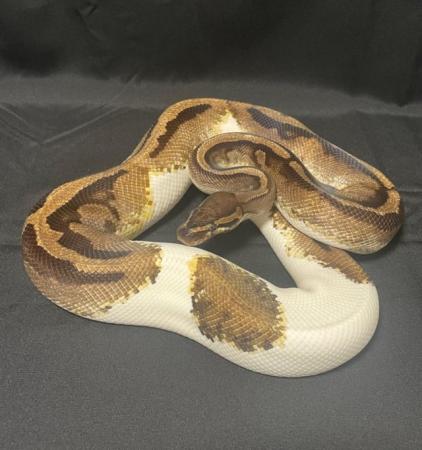 Image 4 of Adult female enchi & male piebald Ball pythons for sale