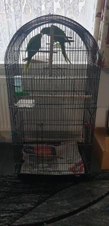 Image 2 of 5 months old parrot male and female available