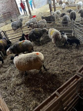 Image 1 of HERDWICK Ewes and Lambs for Sale