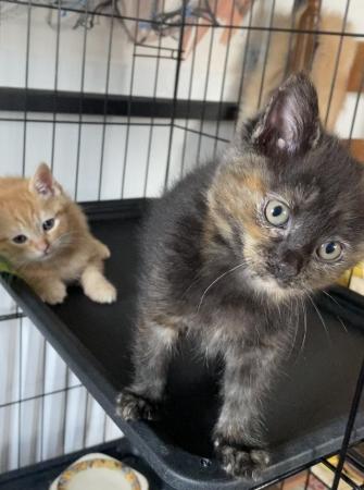 Image 4 of Adorable kittens READY for their forever homes