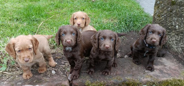 Image 11 of KC registered Working Cocker Spaniel Puppies