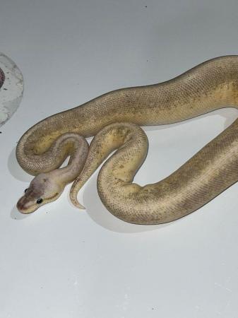 Image 4 of Variety morph ball pythons male & female