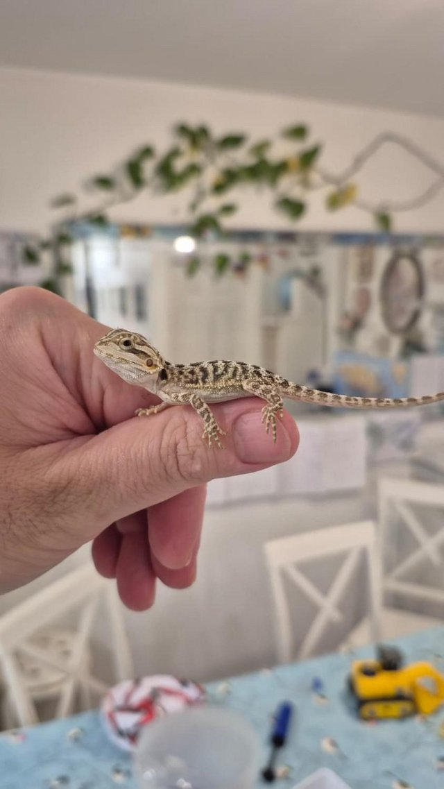 Friendly Bearded Dragon Babies — photo 3 of 4