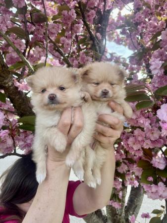 Image 17 of Pomeranian puppies Now Ready !