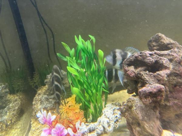 Image 5 of 3 large frontosa cichlids for new waters