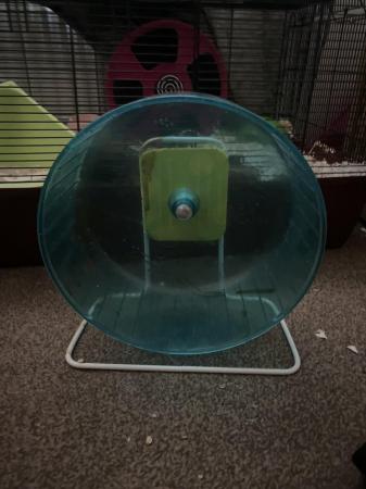 Image 1 of 1 year old roborovski hamster for sale!!??