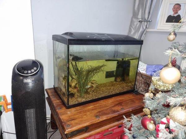 Image 5 of Musk turtles with tank and full setup